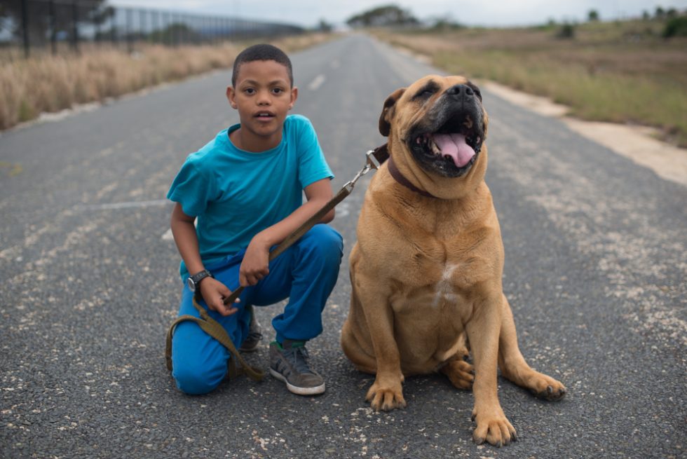Boerboel Hund mit Junge, beste Freunde an der Straße