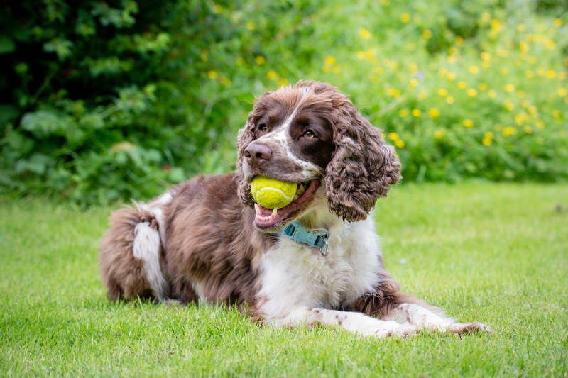 English Springer Spaniel Hund liegt auf dem Rasen im Sommer mit Tennisball im Maul