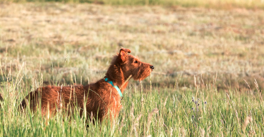 Reinrassiger Irish Terrier graußen ohne Leine bei der Gassi Runde mit Halsband