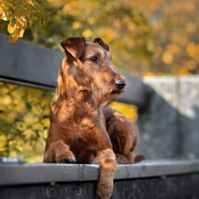 Reinrassiger Irish Terrier draußen sitzt friedlich auf der Bank ohne Leine