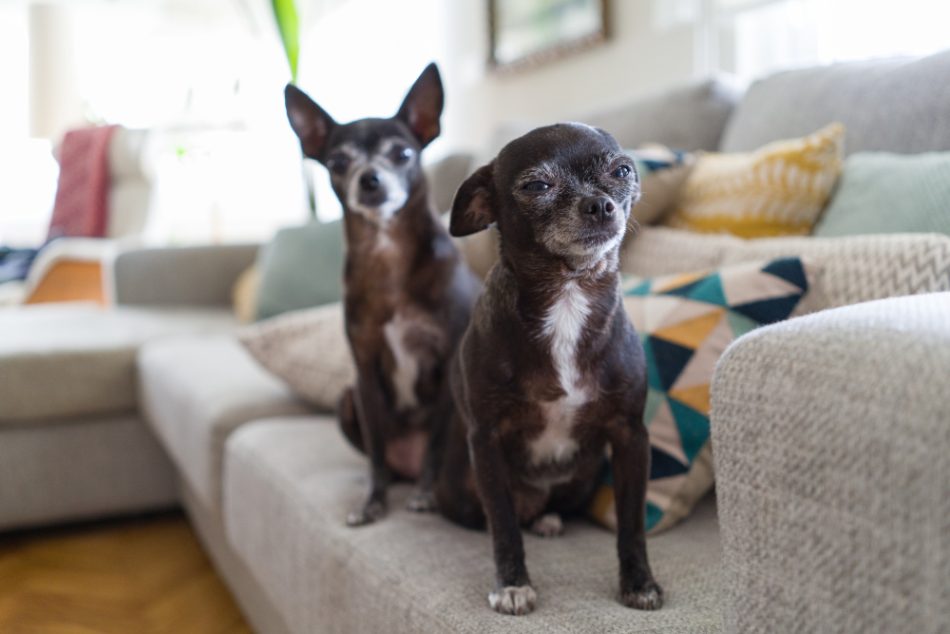 Chihuahuas sitzen auf dem Sofa und gucken süß 