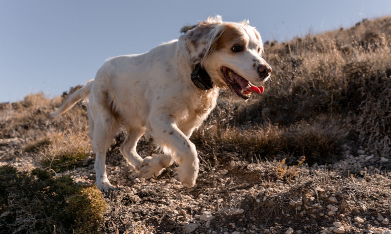 English Setter Hund rennt glücklich in der Natur
