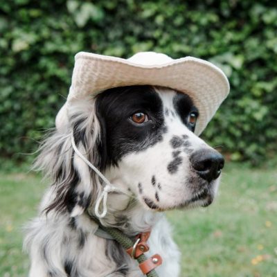 Ein English Setter Hund mit Hut