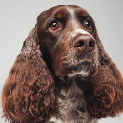 English Springer Spaniel Hund Profil Foto