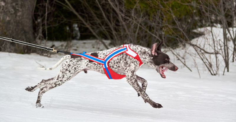 Pointer Hund beim Schlitten Rennen im Winter bei Schnee